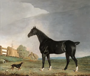 Ein dunkelbraunes Pferd und ein Terrier in einer Landschaft